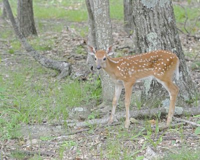 Gallery of White-Tailed Deer