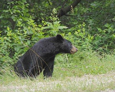 Bear, Black-062412-Shenandoah Nat'l Park, VA-#0561.jpg