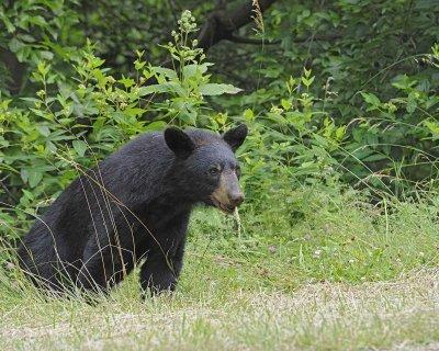 Bear, Black-062412-Shenandoah Nat'l Park, VA-#0564.jpg