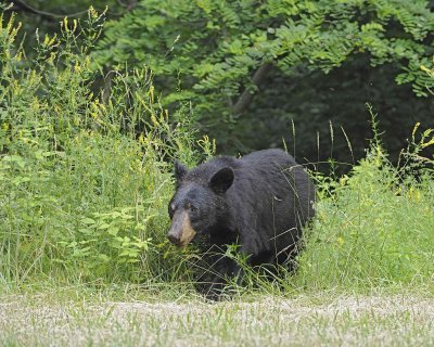 Bear, Black-062412-Shenandoah Natl Park, VA-#0572.jpg