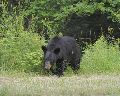 Bear, Black-062412-Shenandoah Nat'l Park, VA-#0574.jpg