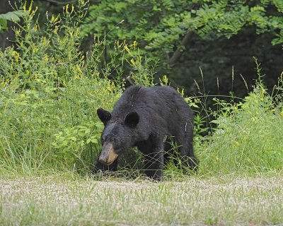 Bear, Black-062412-Shenandoah Nat'l Park, VA-#0576.jpg