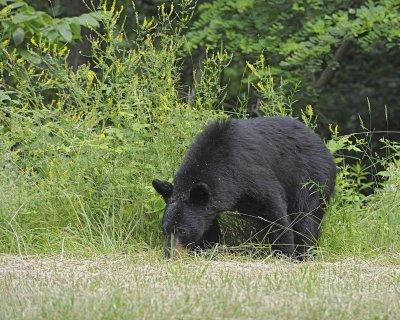 Bear, Black-062412-Shenandoah Nat'l Park, VA-#0579.jpg