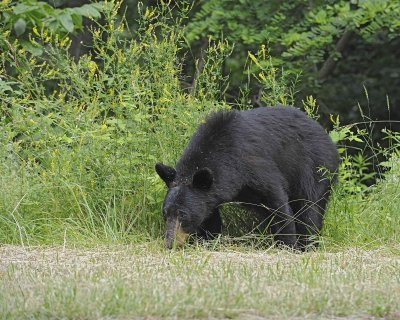 Bear, Black-062412-Shenandoah Nat'l Park, VA-#0580.jpg