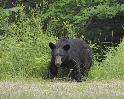 Bear, Black-062412-Shenandoah Nat'l Park, VA-#0585.jpg