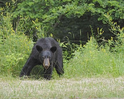 Bear, Black-062412-Shenandoah Nat'l Park, VA-#0589.jpg