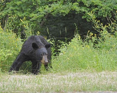 Bear, Black-062412-Shenandoah Nat'l Park, VA-#0593.jpg