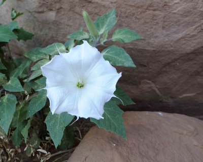 Flower-070712-Monument Valley, AZ-#0181.jpg