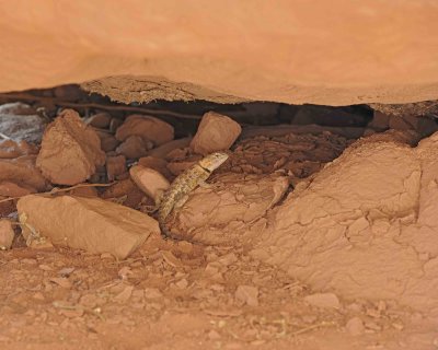 Lizard, Black-Collared-070712-Monument Valley, AZ-#0400.jpg