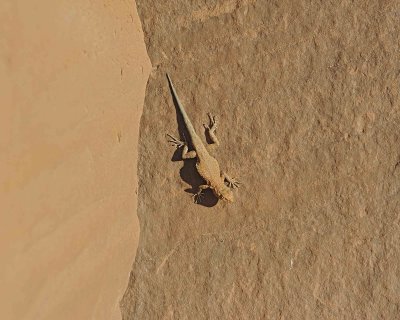 Lizard-070712-Echo Cave Ruins, Monument Valley, AZ-#0476.jpg