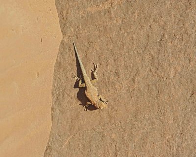 Lizard-070712-Echo Cave Ruins, Monument Valley, AZ-#0525.jpg