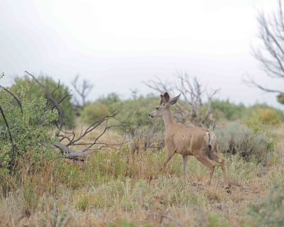 Deer, Mule, Buck-070512-Mesa Verde Nat'l Park, CO-#0015.jpg