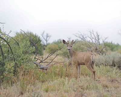 Deer, Mule, Buck-070512-Mesa Verde Natl Park, CO-#0021.jpg