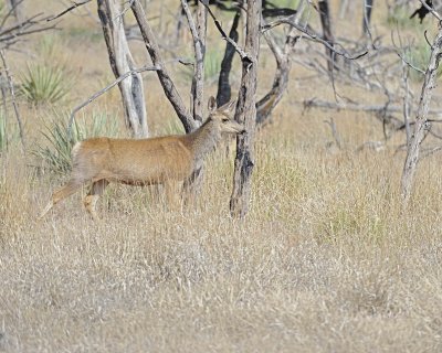 Deer, Mule, Doe-070412-Cliff Palace Loop, Mesa Verde Nat'l Park, CO-#0205.jpg