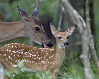 Deer, White-tailed Doe w fawn-070406-Shenendoah Natl Park, Big Meadows-0027.jpg