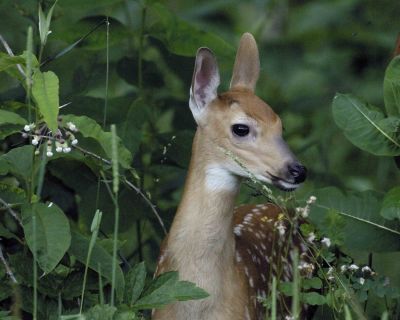 Deer, White-tailed fawn-070406-Shenendoah Natl Park, Big Meadows-0038.jpg