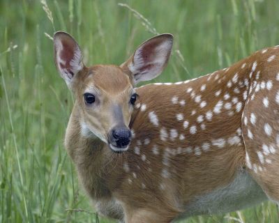 Deer, White-tailed fawn-070406-Shenendoah Natl Park, Big Meadows-0048.jpg