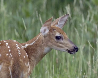 Deer, White-tailed fawn-070406-Shenendoah Natl Park, Big Meadows-0058.jpg