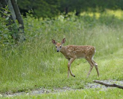 Deer, White-tailed fawn-070906-Shenendoah Natl Park, Big Meadows-0125.jpg