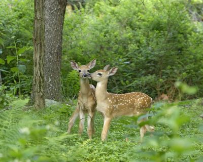 Deer, White-tailed twin fawns-070906-Shenendoah Natl Park, Big Meadows-0102.jpg