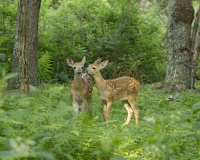 Deer, White-tailed twin fawns-070906-Shenendoah Natl Park, Big Meadows-0107.jpg