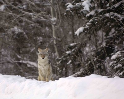 Coyote, Snowing-122807-Moose, Grand Teton Natl Park-#0019.jpg
