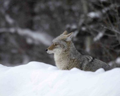 Coyote, Snowing-122807-Moose, Grand Teton Natl Park-#0052.jpg