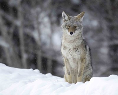 Coyote, Snowing-122807-Moose, Grand Teton Natl Park-#0054.jpg