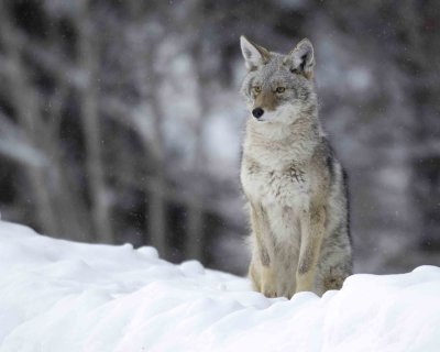 Coyote, Snowing-122807-Moose, Grand Teton Natl Park-#0056.jpg