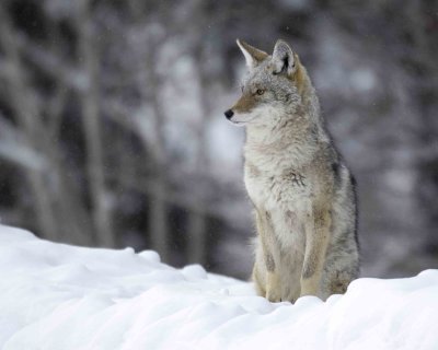 Coyote, Snowing-122807-Moose, Grand Teton Natl Park-#0075.jpg