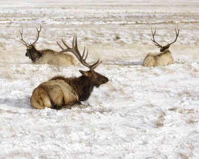 Elk, 3 Bulls-123007-National Elk Refuge, Jackson Hole, WY-#0355.jpg