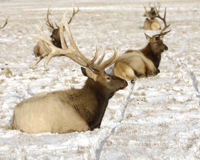 Elk, Bull, 6X7-123007-National Elk Refuge, Jackson Hole, WY-#0411.jpg