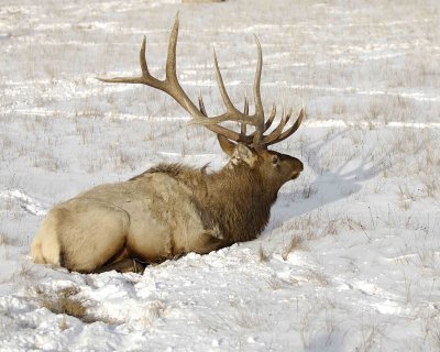 Elk, Bull, 6X7-123007-National Elk Refuge, Jackson Hole, WY-#0477.jpg