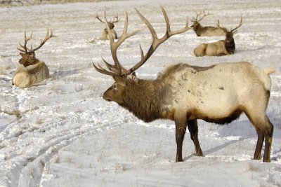 Elk, Bull, 6X7-123007-National Elk Refuge, Jackson Hole, WY-#0485.jpg