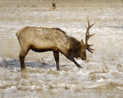 Elk, Bull, pawing snow-123007-National Elk Refuge, Jackson Hole, WY-#0498.jpg