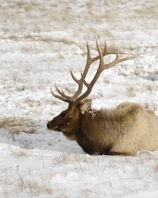 Elk, Bull-123007-National Elk Refuge, Jackson Hole, WY-#0329.jpg