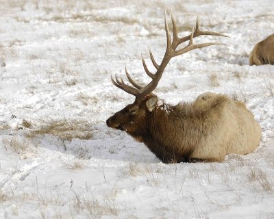 Elk, Bull-123007-National Elk Refuge, Jackson Hole, WY-#0341.jpg