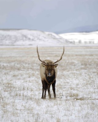 Elk, Bull-123007-National Elk Refuge, Jackson Hole, WY-#0370.jpg