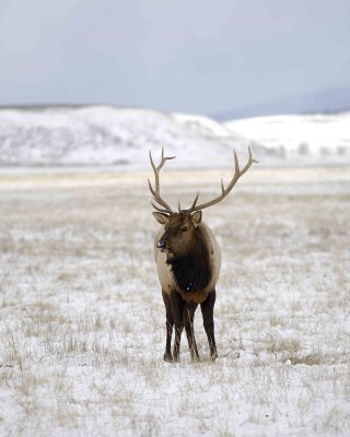 Elk, Bull-123007-National Elk Refuge, Jackson Hole, WY-#0375.jpg