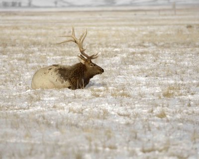 Elk, Bull-123007-National Elk Refuge, Jackson Hole, WY-#0392.jpg