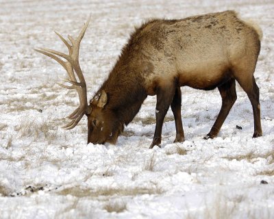 Elk, Bull-123007-National Elk Refuge, Jackson Hole, WY-#0439.jpg