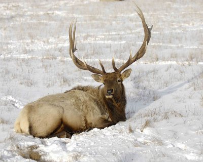 Elk, Bull-123007-National Elk Refuge, Jackson Hole, WY-#0450.jpg