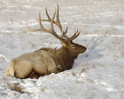 Elk, Bull-123007-National Elk Refuge, Jackson Hole, WY-#0468.jpg