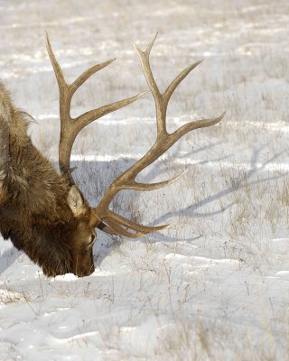 Elk, Bull-123007-National Elk Refuge, Jackson Hole, WY-#0494.jpg