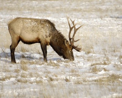 Elk, Bull-123007-National Elk Refuge, Jackson Hole, WY-#0495.jpg