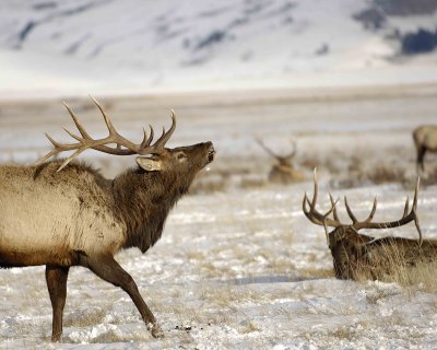 Elk, Bull-123007-National Elk Refuge, Jackson Hole, WY-#0500.jpg