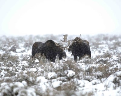 Moose, 2 Bulls, 1 missing 1 antler, snowing-122907-Airport Junction, Grand Teton Natl Park-#0257.jpg