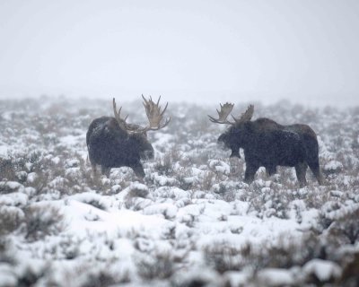Moose, 2 Bulls, snowing-122907-Airport Junction, Grand Teton Natl Park-#0224.jpg