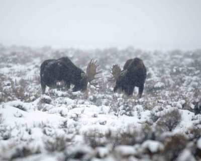 Moose, 2 Bulls, snowing-122907-Airport Junction, Grand Teton Natl Park-#0230.jpg