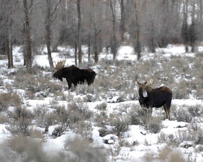 Moose, 2 Bulls-123007-Gros Ventre River, Grand Teton Natl Park-#0511.jpg